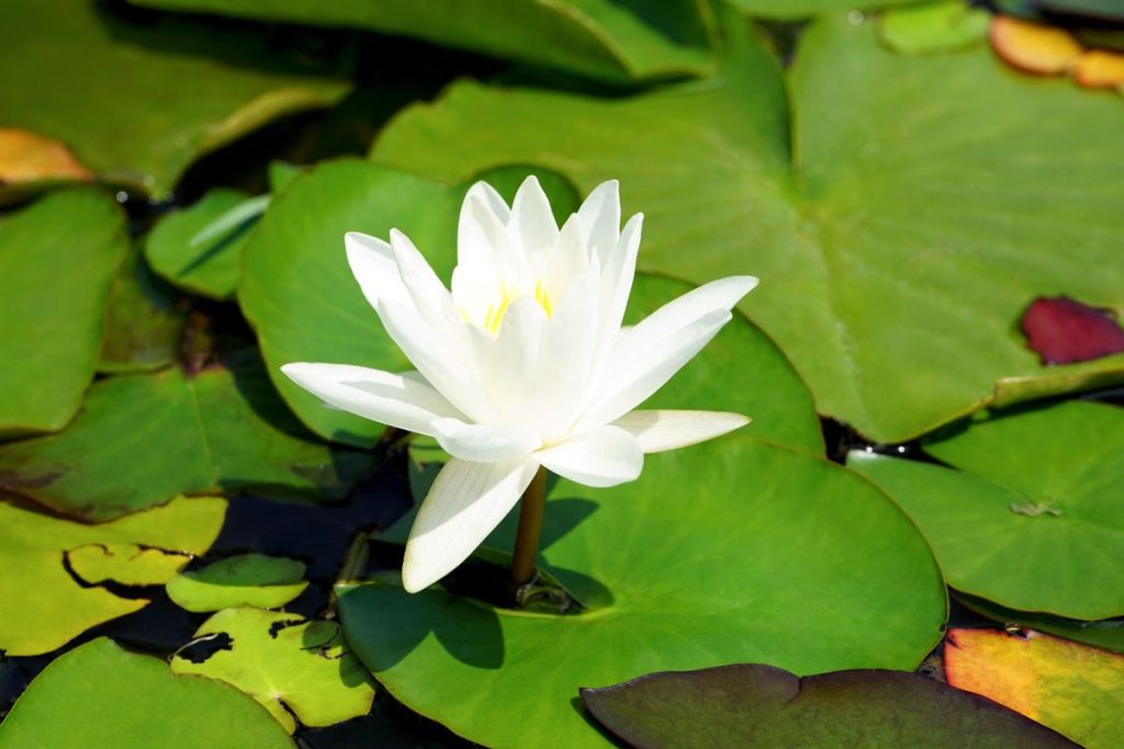 Nenúfar en flor